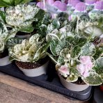 Africká fialka (Saintpaulia variegata) ´TOMMIE LOU´ - výška 5-10 cm, ⌀ 10 cm, kont. C1L